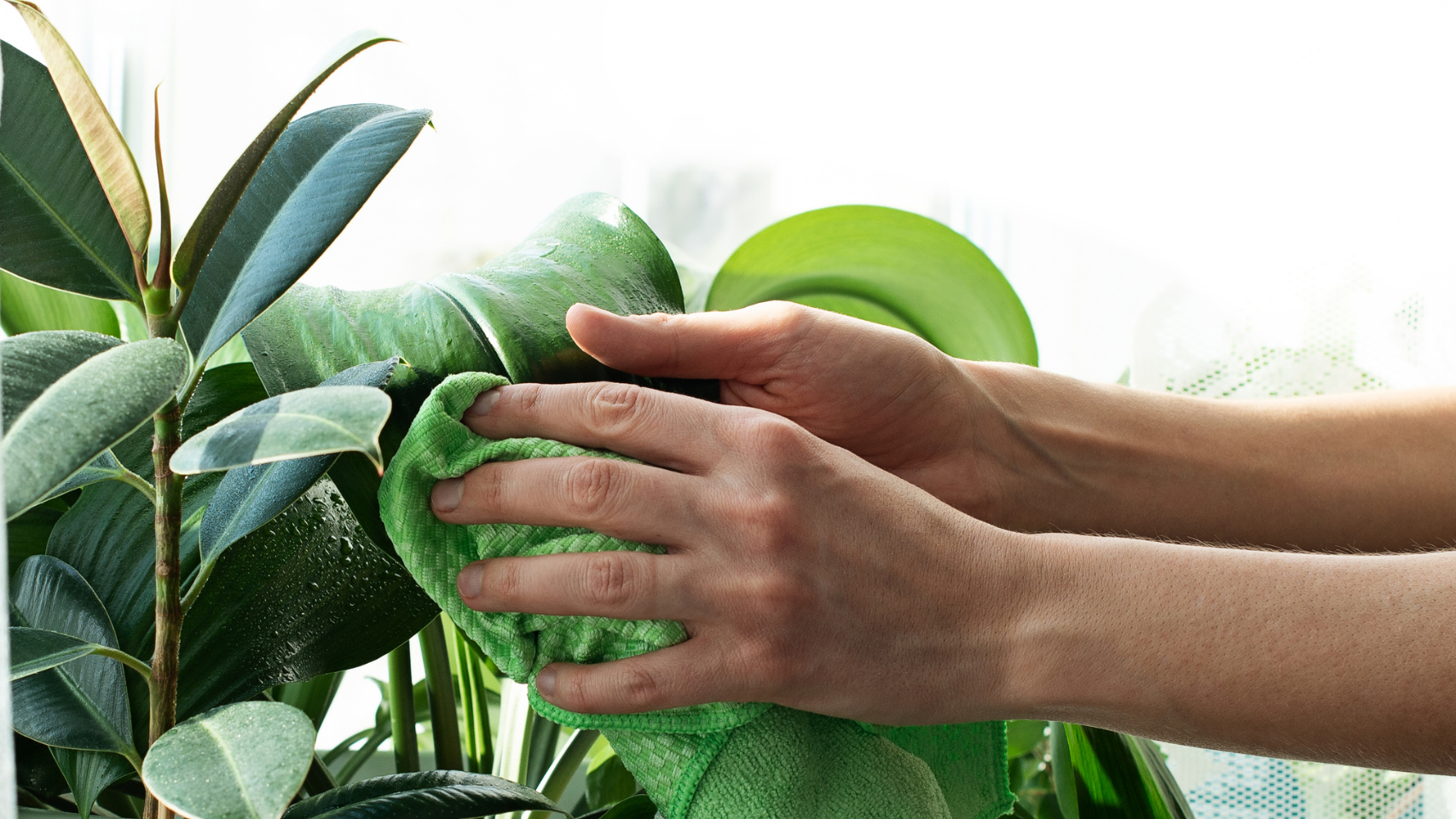 Plant Maintenance